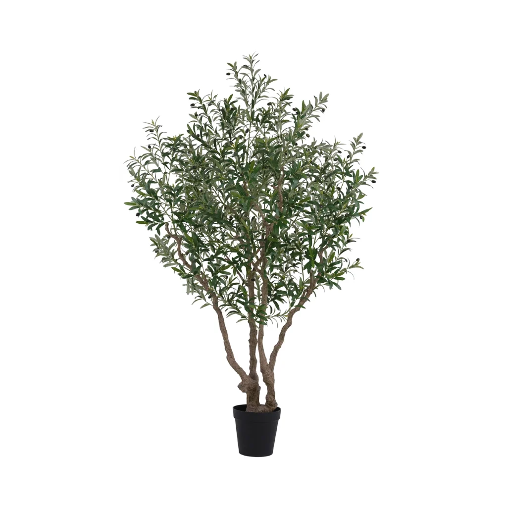Plantes